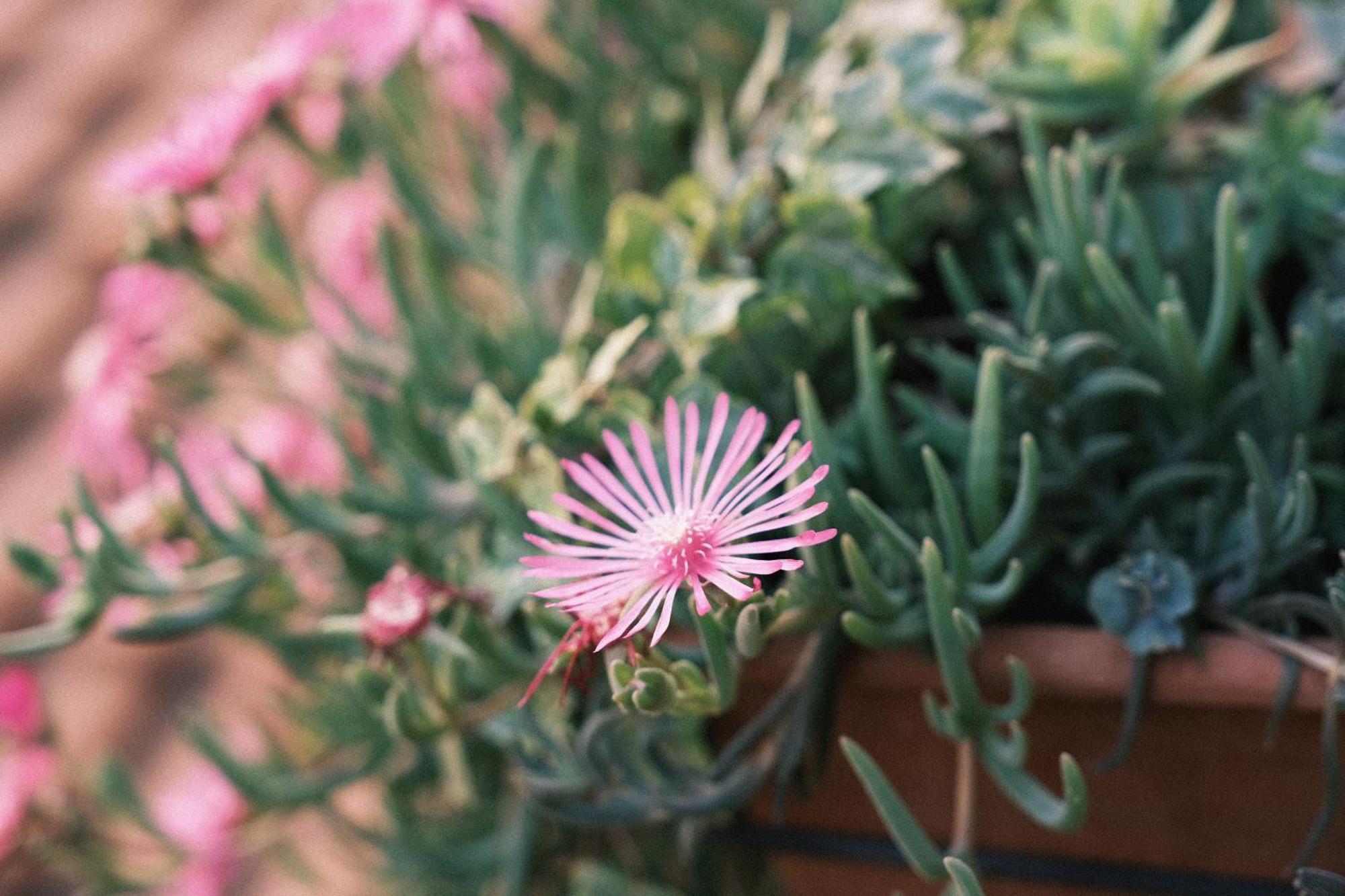 Comecasa Flowery Terraced Apartment ميلان المظهر الخارجي الصورة