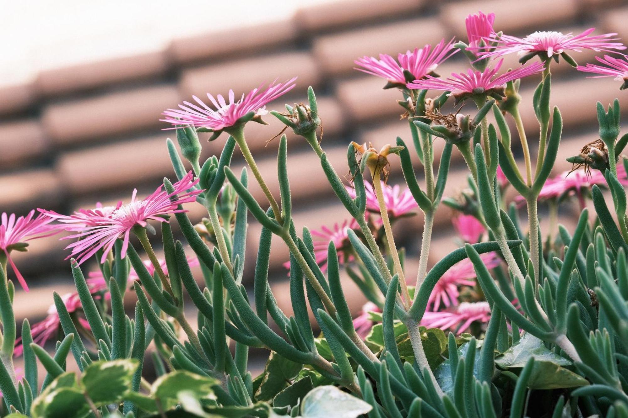 Comecasa Flowery Terraced Apartment ميلان المظهر الخارجي الصورة