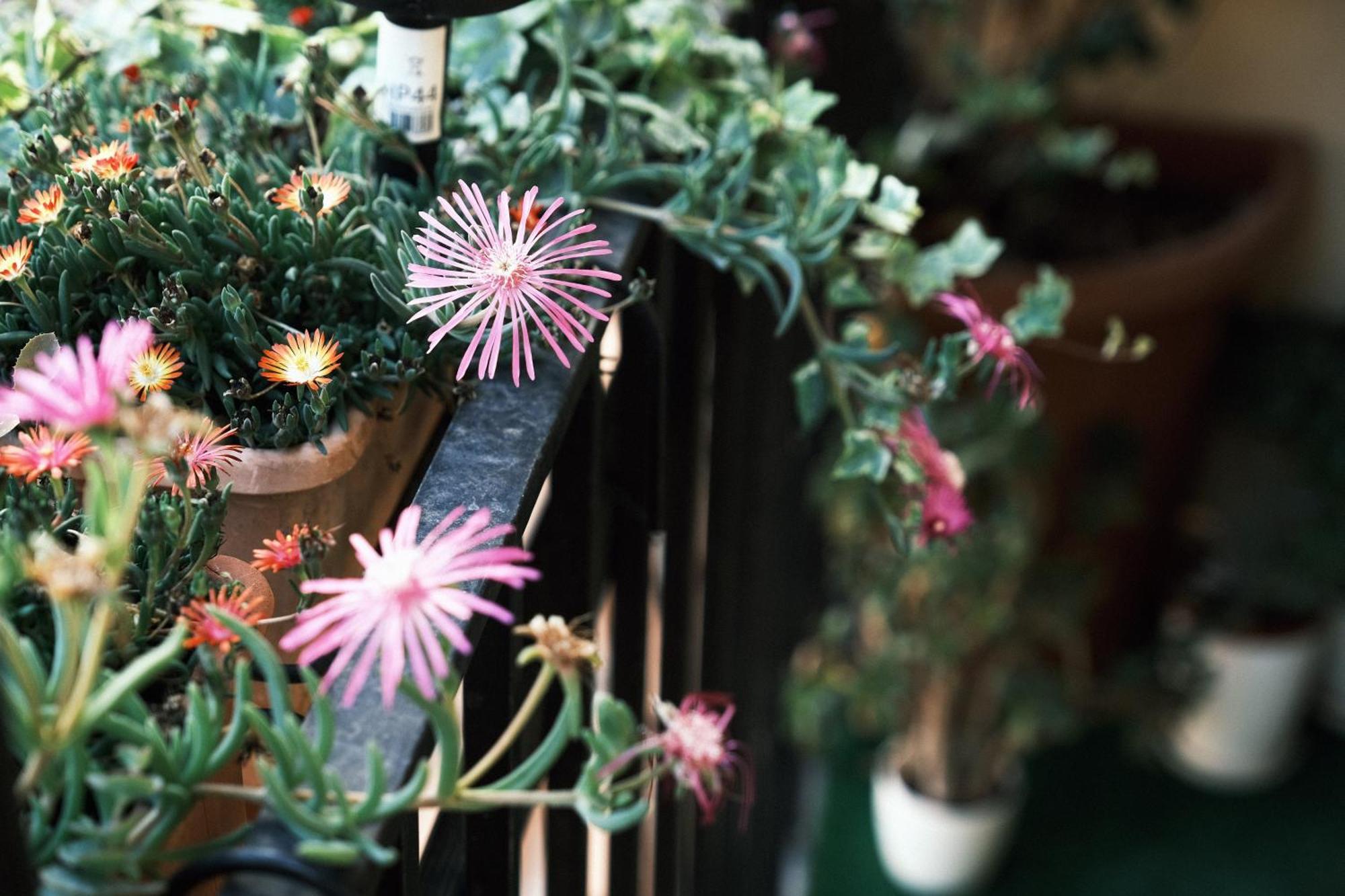 Comecasa Flowery Terraced Apartment ميلان المظهر الخارجي الصورة